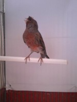 /album/arlequins-portugueses-2011/a1349004126411-jpg/