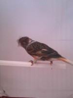 /album/arlequins-portugueses-2011/a1349004179242-jpg/