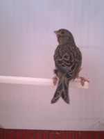 /album/arlequins-portugueses-2011/a1349004185476-jpg/