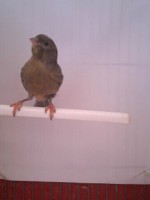 /album/arlequins-portugueses-2011/a1349004185940-jpg/