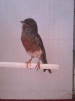 /album/arlequins-portugueses-2011/a1349004191886-jpg/