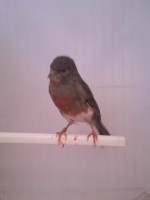 /album/arlequins-portugueses-2011/a1349004195724-jpg/