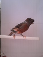 /album/arlequins-portugueses-2011/img-20120930-113715-jpg/