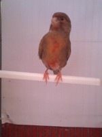 /album/canarios-feus/a1349004396245-jpg/