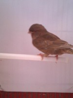 /album/canarios-feus/a1349004396619-jpg/