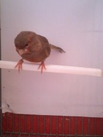 /album/canarios-feus/a1349004425814-jpg/