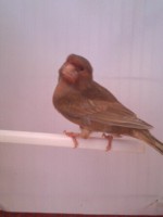 /album/canarios-feus/a1349004541595-jpg/