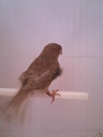 /album/canarios-feus/a1349004660944-jpg/