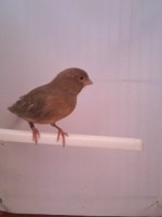 /album/canarios-feus/a1349004721316-jpg/